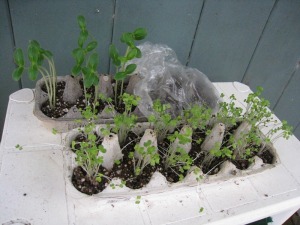 Egg carton seedlings